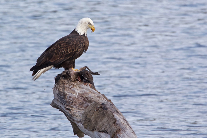bald eagle, perched on a log in the water, with its prey under it's feet